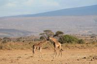 Amboseli Nationalpark - Giraffen-Necking &ndash; &copy; Isabel Braksiek (Eberhardt TRAVEL)