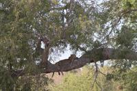 Tsavo Ost Nationalpark - Leopard &ndash; &copy; Isabel Braksiek (Eberhardt TRAVEL)