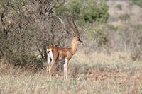 Tsavo Ost Nationalpark - Thomsongazelle &ndash; &copy; Isabel Braksiek (Eberhardt TRAVEL)