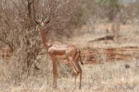Tsavo Ost Nationalpark - Giraffengazelle &ndash; &copy; Isabel Braksiek (Eberhardt TRAVEL)