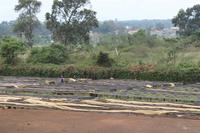 Kaffeefarm &ndash; &copy; Vicky Kern (Eberhardt TRAVEL)