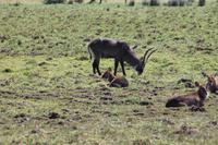 Wasserbock &ndash; &copy; Vicky Kern (Eberhardt TRAVEL)
