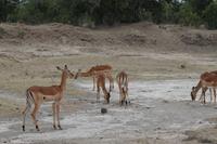 Impalas &ndash; &copy; Vicky Kern (Eberhardt TRAVEL)