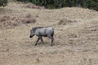 Warzenschwein &ndash; &copy; Vicky Kern (Eberhardt TRAVEL)