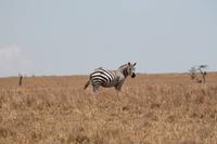 Steppenzebra &ndash; &copy; Vicky Kern (Eberhardt TRAVEL)