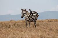 Steppenzebra &ndash; &copy; Vicky Kern (Eberhardt TRAVEL)