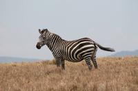Steppenzebra &ndash; &copy; Vicky Kern (Eberhardt TRAVEL)