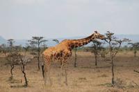 Rothschildgiraffe &ndash; &copy; Vicky Kern (Eberhardt TRAVEL)