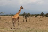 Rothschildgiraffe &ndash; &copy; Vicky Kern (Eberhardt TRAVEL)