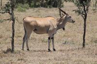 Elan Antilope &ndash; &copy; Vicky Kern (Eberhardt TRAVEL)