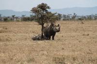 Nashorn mit Junge &ndash; &copy; Vicky Kern (Eberhardt TRAVEL)