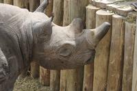 Blindes Nashorn &ndash; &copy; Vicky Kern (Eberhardt TRAVEL)