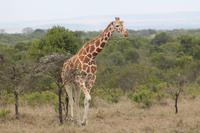 Rothschildgiraffe &ndash; &copy; Vicky Kern (Eberhardt TRAVEL)