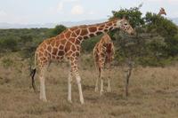 Rothschildgiraffen &ndash; &copy; Vicky Kern (Eberhardt TRAVEL)