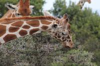 Rothschildgiraffe &ndash; &copy; Vicky Kern (Eberhardt TRAVEL)