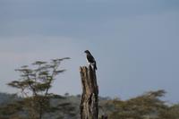 Bussard &ndash; &copy; Vicky Kern (Eberhardt TRAVEL)