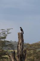 Bussard &ndash; &copy; Vicky Kern (Eberhardt TRAVEL)
