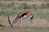 Thompson Gazelle &ndash; &copy; Vicky Kern (Eberhardt TRAVEL)