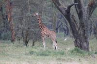 Rothschildgiraffe &ndash; &copy; Vicky Kern (Eberhardt TRAVEL)