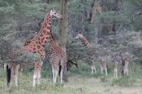 Rothschildgiraffen &ndash; &copy; Vicky Kern (Eberhardt TRAVEL)