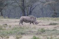 Nashorn &ndash; &copy; Vicky Kern (Eberhardt TRAVEL)