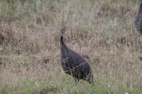 Perlhuhn &ndash; &copy; Vicky Kern (Eberhardt TRAVEL)
