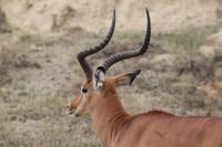 Impalabock &ndash; &copy; Vicky Kern (Eberhardt TRAVEL)