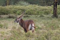 Wasserbock &ndash; &copy; Vicky Kern (Eberhardt TRAVEL)
