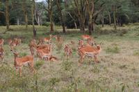 Impalas &ndash; &copy; Vicky Kern (Eberhardt TRAVEL)