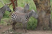 Steppenzebra &ndash; &copy; Vicky Kern (Eberhardt TRAVEL)