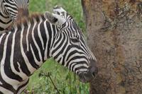 Steppenzebra &ndash; &copy; Vicky Kern (Eberhardt TRAVEL)