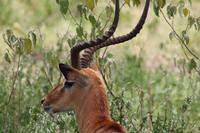 Impalabock &ndash; &copy; Vicky Kern (Eberhardt TRAVEL)