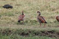 Nilgans &ndash; &copy; Vicky Kern (Eberhardt TRAVEL)