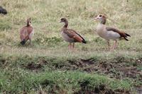 Nilgänse &ndash; &copy; Vicky Kern (Eberhardt TRAVEL)
