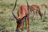 Impalabock &ndash; &copy; Vicky Kern (Eberhardt TRAVEL)