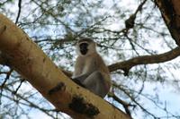 Meerkatze &ndash; &copy; Vicky Kern (Eberhardt TRAVEL)