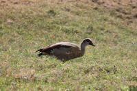 Nilgans &ndash; &copy; Vicky Kern (Eberhardt TRAVEL)