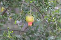 Granatapfelbaum &ndash; &copy; Vicky Kern (Eberhardt TRAVEL)