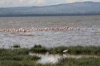 Lake Nakuru Nationalpark &ndash; &copy; Vicky Kern (Eberhardt TRAVEL)