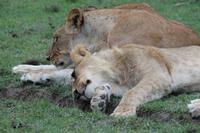Löwenfamilie &ndash; &copy; Vicky Kern (Eberhardt TRAVEL)