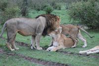 Löwenfamilie &ndash; &copy; Vicky Kern (Eberhardt TRAVEL)