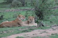 Löwenfamilie &ndash; &copy; Vicky Kern (Eberhardt TRAVEL)