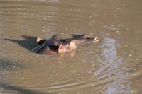 Hippo am Mara Bush Camp &ndash; &copy; Vicky Kern (Eberhardt TRAVEL)