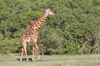 Masai Giraffe &ndash; &copy; Vicky Kern (Eberhardt TRAVEL)