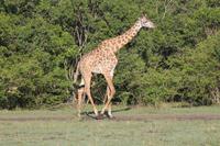 Masai Giraffe &ndash; &copy; Vicky Kern (Eberhardt TRAVEL)
