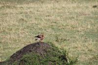 Masai Mara &ndash; &copy; Vicky Kern (Eberhardt TRAVEL)