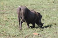 Warzenschweinmama &ndash; &copy; Vicky Kern (Eberhardt TRAVEL)