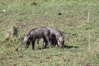 Warzenschweinbabys &ndash; &copy; Vicky Kern (Eberhardt TRAVEL)