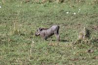 Warzenschweinbabys &ndash; &copy; Vicky Kern (Eberhardt TRAVEL)