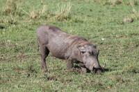 Warzenschweinmama &ndash; &copy; Vicky Kern (Eberhardt TRAVEL)